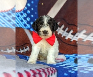 Jack-A-Poo Puppy for sale in COCHRANVILLE, PA, USA