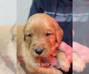 Medium Golden Retriever