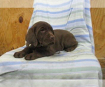 Small #1 Labrador Retriever