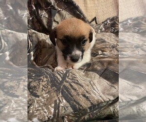 Russell Terrier Puppy for sale in OCALA, FL, USA