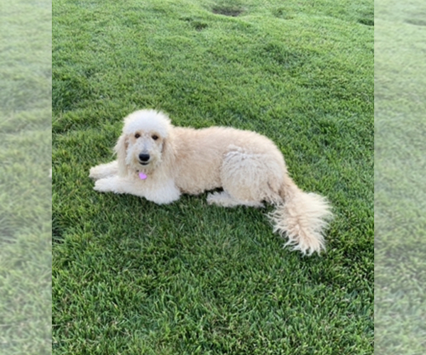 Medium Photo #1 Goldendoodle (Miniature) Puppy For Sale in YUCAIPA, CA, USA