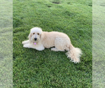 Small Photo #1 Goldendoodle (Miniature) Puppy For Sale in YUCAIPA, CA, USA