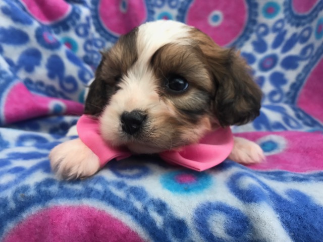 Medium Photo #1 Cavachon Puppy For Sale in PEACH BOTTOM, PA, USA