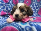 Small Photo #1 Cavachon Puppy For Sale in PEACH BOTTOM, PA, USA