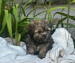 Small #4 Cava-Tzu