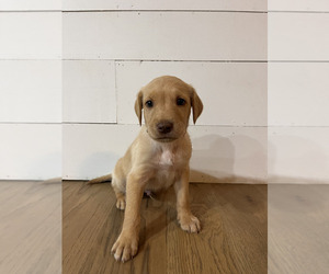 Double Doodle Puppy for sale in COLUMBIA, TN, USA