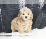 Puppy Fluff F1 Maltipoo