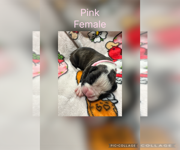 Medium Photo #2 Boxer Puppy For Sale in RALEIGH, NC, USA