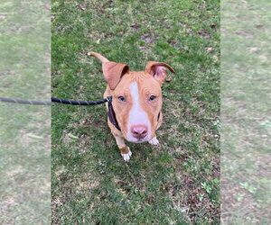 Reyna - Female American Pit Bull Terrier-American Staffordshire Terrier Mix Dog for Adoption - Photo #3