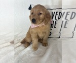Small #2 Golden Retriever