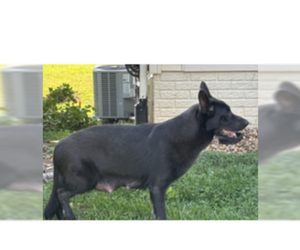 Mother of the German Shepherd Dog puppies born on 06/02/2025