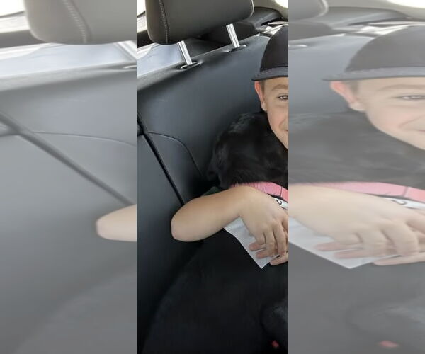 Medium Photo #8 Labrador Retriever-Unknown Mix Puppy For Sale in San Diego, CA, USA