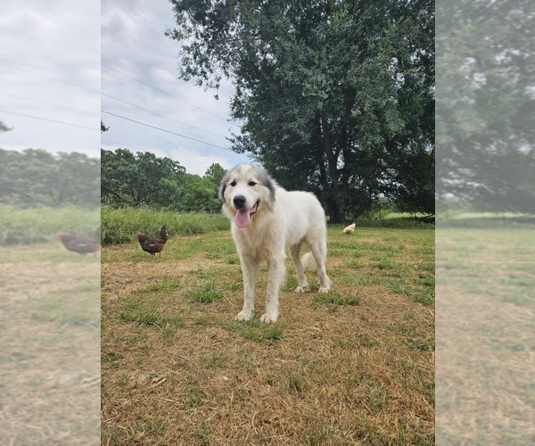 Medium Photo #1 Great Pyrenees Puppy For Sale in WATTS, OK, USA
