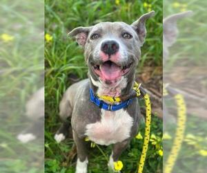 American Pit Bull Terrier Dogs for adoption in Santa Barbara, CA, USA