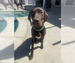 Small Photo #2 German Shorthaired Pointer Puppy For Sale in ROSAMOND, CA, USA