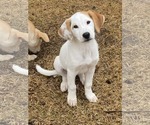 Small Photo #5 Labrenees Puppy For Sale in Alexander, AR, USA