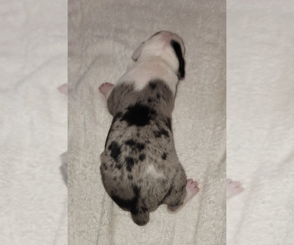Medium Photo #1 Catahoula Leopard Dog Puppy For Sale in CUMBY, TX, USA