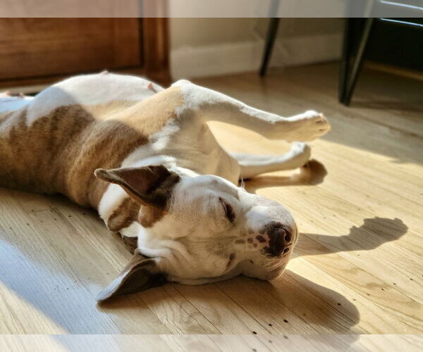 Medium Photo #14 Mutt Puppy For Sale in Mount Laurel, NJ, USA