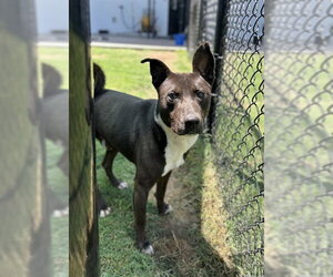 Siberian Husky-Unknown Mix Dogs for adoption in Temple, TX, USA