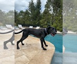 Small #11 Labrador Retriever Mix