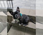 Small #2 French Bulldog Mix