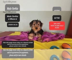 Yorkshire Terrier Puppy for sale in TUCSON, AZ, USA