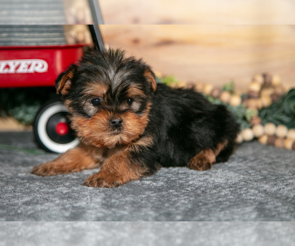 Medium Photo #10 Yorkshire Terrier Puppy For Sale in BERNE, IN, USA