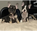 Small Photo #2 French Bulldog Puppy For Sale in JACKSONVILLE, FL, USA