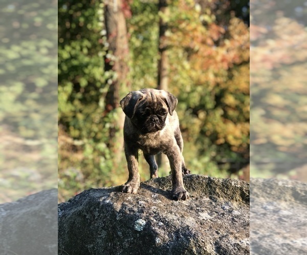 Medium Photo #8 Pug Puppy For Sale in CANTON, CT, USA