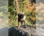 Small Photo #8 Pug Puppy For Sale in CANTON, CT, USA