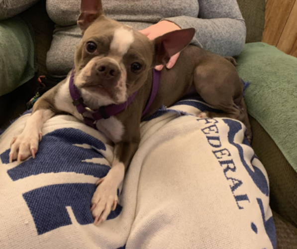 Medium Photo #1 Boston Terrier Puppy For Sale in ABILENE, TX, USA