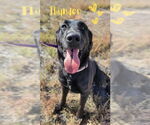 Small #2 Labrador Retriever Mix