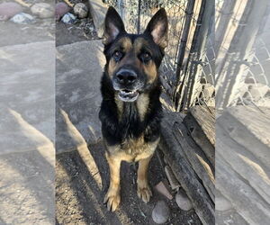 German Shepherd Dog Dogs for adoption in El Centro, CA, USA