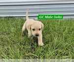 Small #5 Labrador Retriever