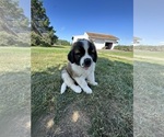 Small Photo #2 Saint Bernard Puppy For Sale in SUPERIOR, WI, USA