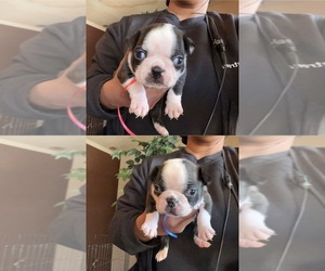 Boston Terrier Puppy for sale in KINSTON, NC, USA
