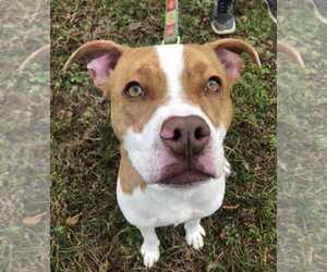Bulldog-Unknown Mix Dogs for adoption in Elmsford, NY, USA