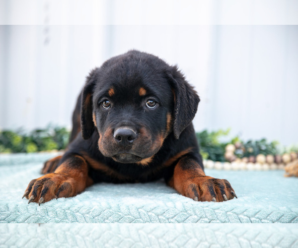 Medium Photo #1 Rottweiler Puppy For Sale in BRYANT, IN, USA