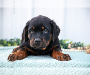 Medium Rottweiler