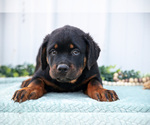 Puppy Dexter Rottweiler