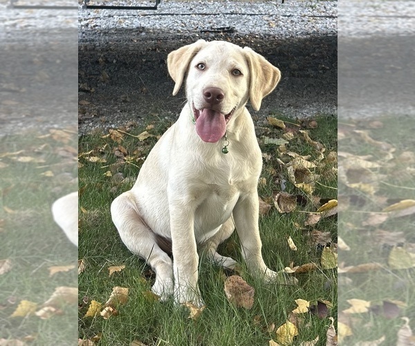 Medium Photo #23 Labrador Retriever Puppy For Sale in FREDERICKSBG, OH, USA