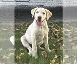Oakley - Female Labrador Retriever Puppy for Sale - Photo #23