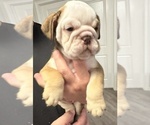 Small #3 English Bulldog