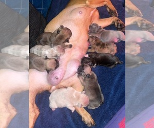 French Bulldog Puppy for sale in ATLANTA, GA, USA