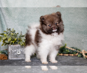 Pomeranian Litter for sale in CLARE, MI, USA