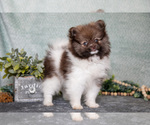 Image preview for Ad Listing. Nickname: Litter of 2