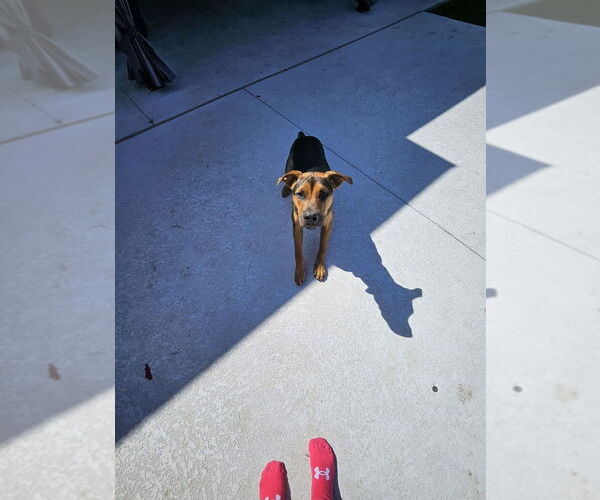 Medium Photo #3 Mutt Puppy For Sale in Abbeville, LA, USA