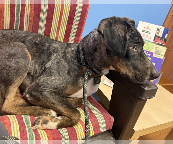Medium Photo #10 Catahoula Leopard Dog-Unknown Mix Puppy For Sale in Coralville, IA, USA
