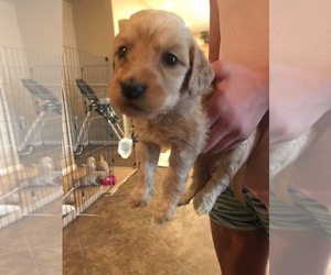 Goldendoodle Puppy for sale in SUN CITY, AZ, USA