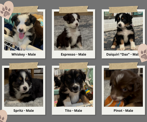 Australian Shepherd Litter for sale in OLD LYME, CT, USA